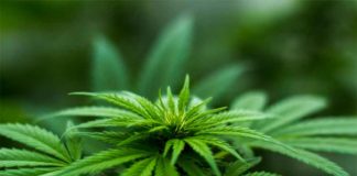 Cada vez existen más países que aprueban el cannabis medicinal. Imagen de Michael Fischer de Pexels https://www.pexels.com/photo/shallow-focus-photography-of-cannabis-plant-606506/