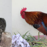gatos_gallos